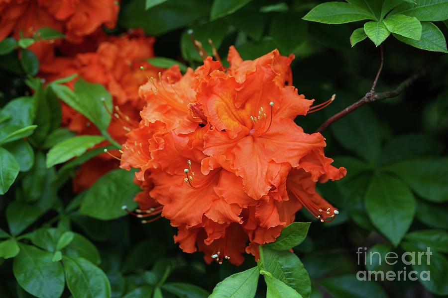 Rhododendron in Orange Photograph by Rachel Cohen