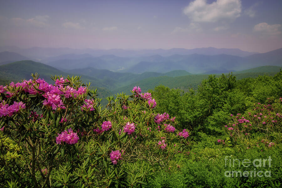 Rhododendron in the Blue Ridge Mountains Photograph by Shelia Hunt