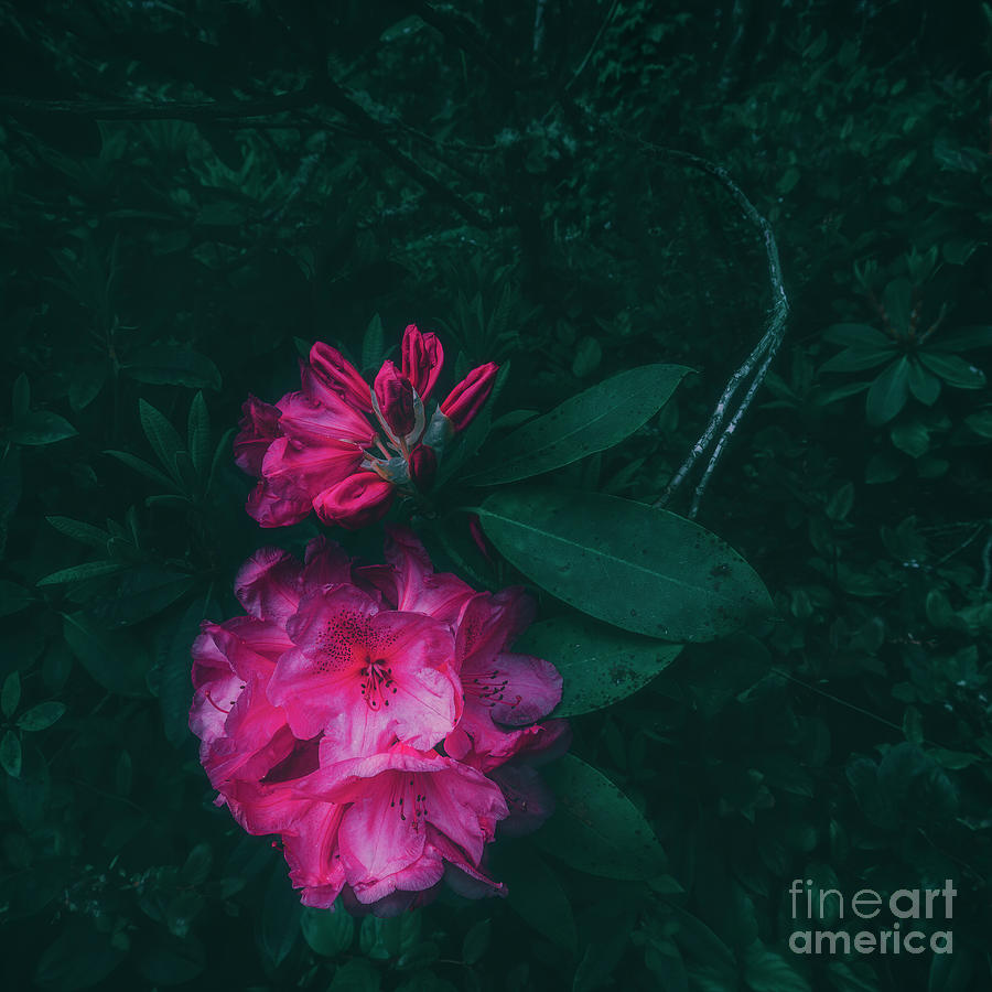 Rhododendron in the dark Photograph by Masako Metz