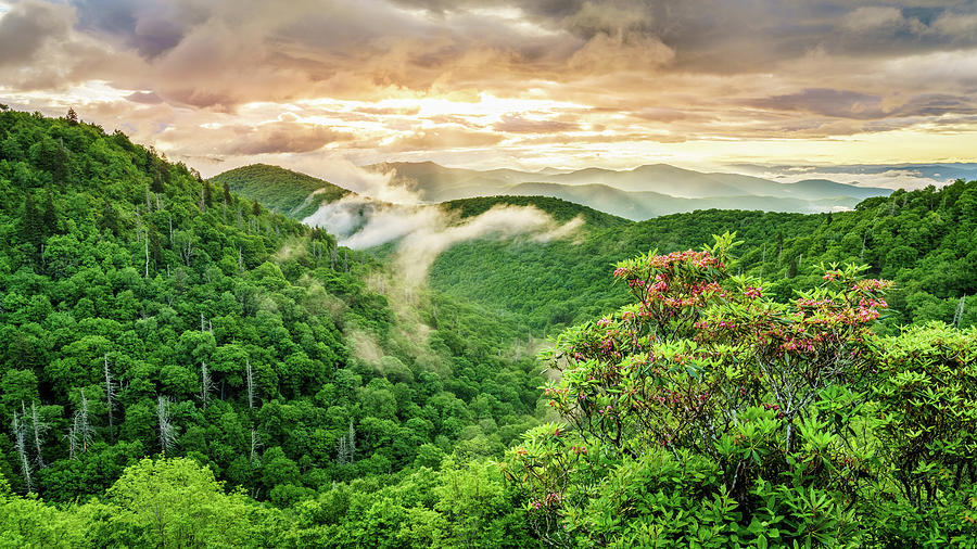 Rhododendron in the Smokies Photograph by Alexey Stiop