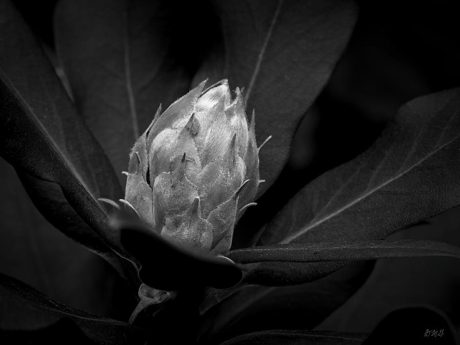 Black And White Photograph - Rhododendron IV BW by David Gordon