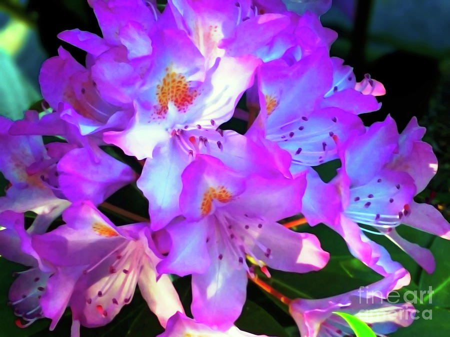 Rhododendron Photograph by Jasna Dragun