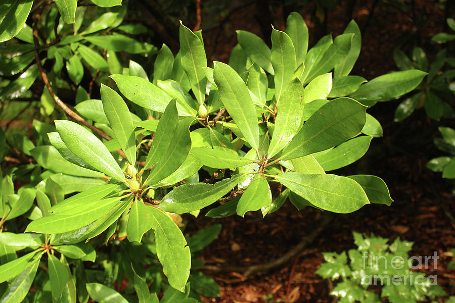 Rhododendron Photograph - Rhododendron Leaves by Janet Felts