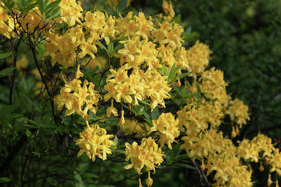 Rhododendron Luteum Sweet Yellow Flowers Photograph by Artur Bogacki