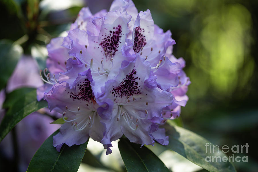 Flowers Still Life Photograph - Rhododendron Macro by Eva Lechner