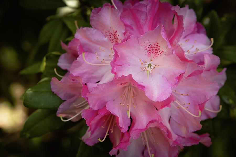 Spring Photograph - Rhododendron Macro by Joni Eskridge