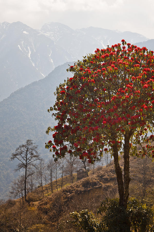 Rhododendron on mountain Photograph by Merten Snijders