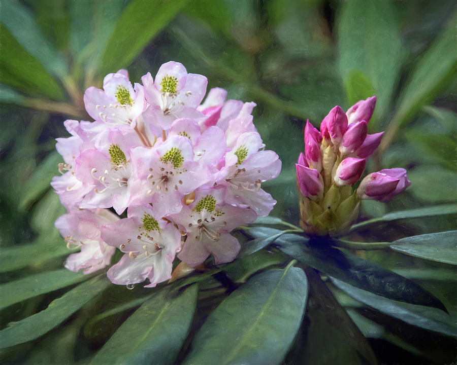 Rhododendron Pair Photograph by Jaki Miller