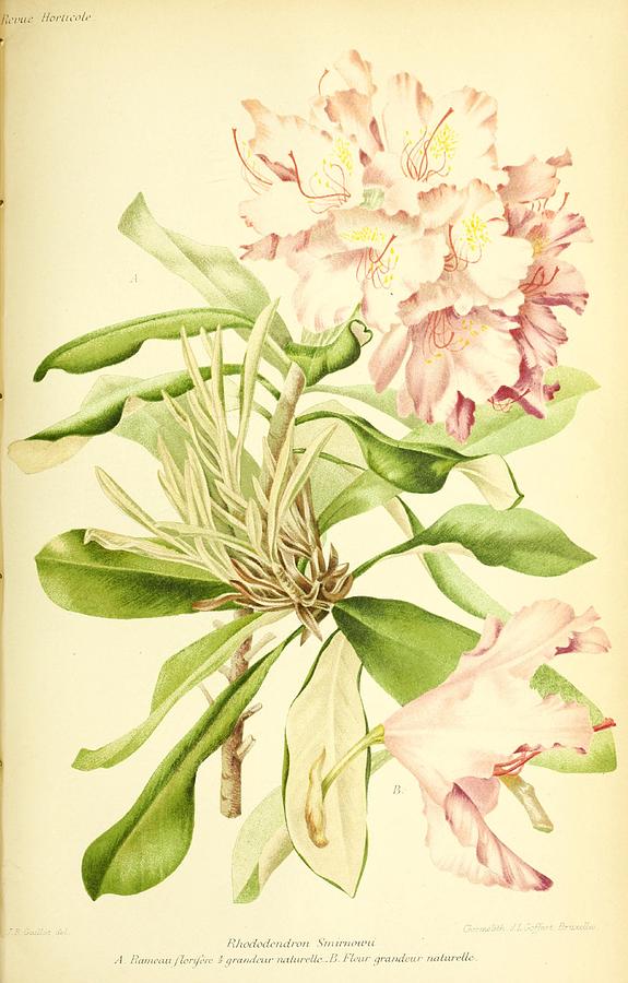 Rhododendron Smirnowii Mixed Media by World Art Collective