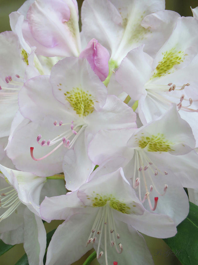 Rhododendron Spring - Floral Bouquet - Flower Art and Photography - Macro Photograph by Brooks Garten Hauschild