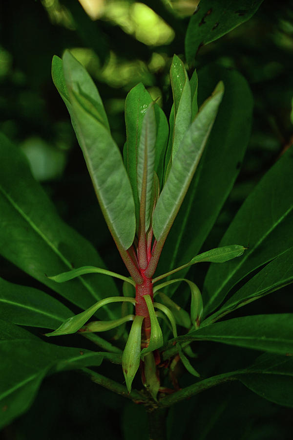 Rhododendron Spring Green 2 Photograph by Raymond Salani III