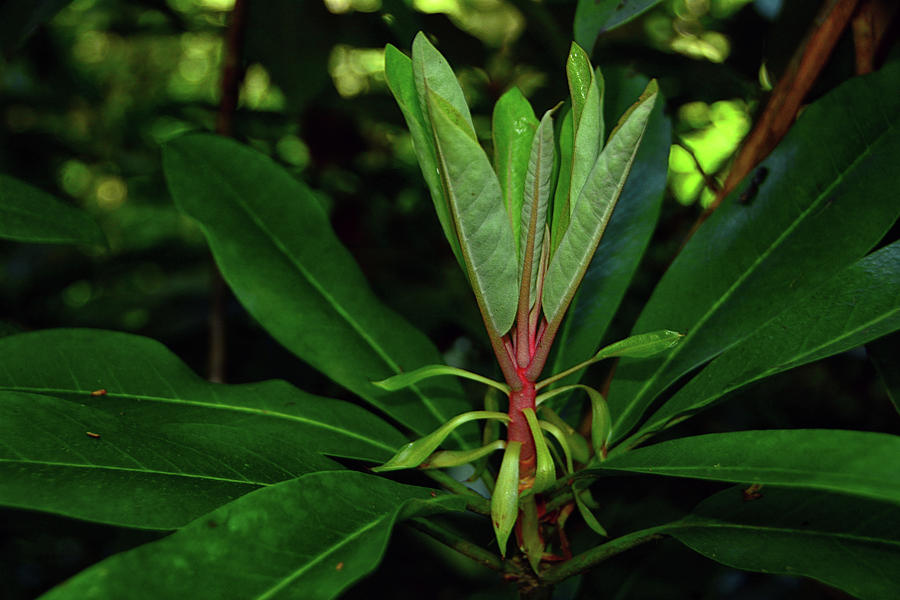 Rhododendron Spring Green Photograph by Raymond Salani III