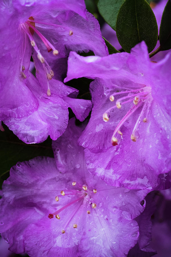 Rhododendron Photograph by Stephen Russell Shilling