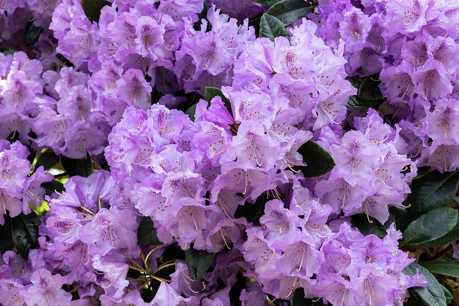 Rhododendron Susan Blooming Flowers Photograph by Artur Bogacki