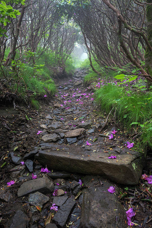 Appalachia Photograph - Rhododendron Trail Southern Appalachian Mountains by Mark VanDyke