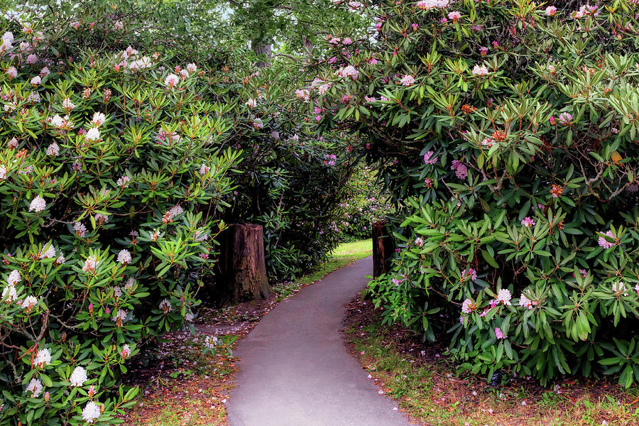 Nature Photograph - Rhododendron Tunnel at Price Lake - Blue Ridge Parkway by Susan Rissi Tregoning