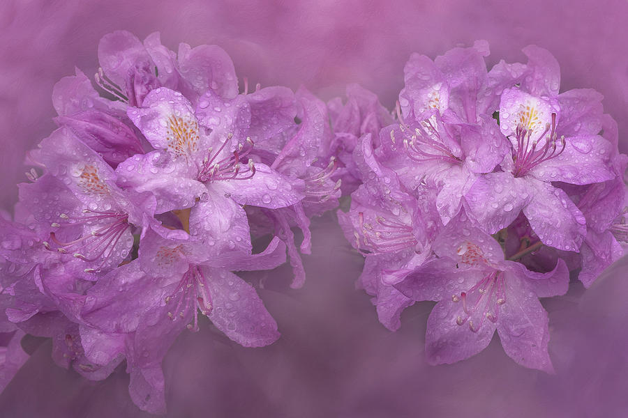 Rhododendron Twins Photograph by Paula Ponath