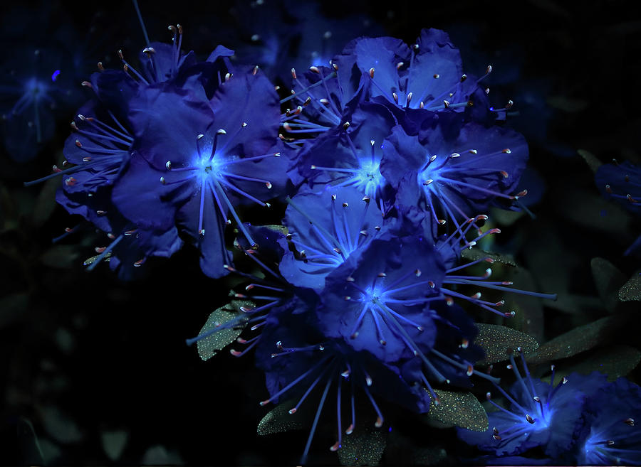 Rhododendron UV Photograph by Shane Bechler