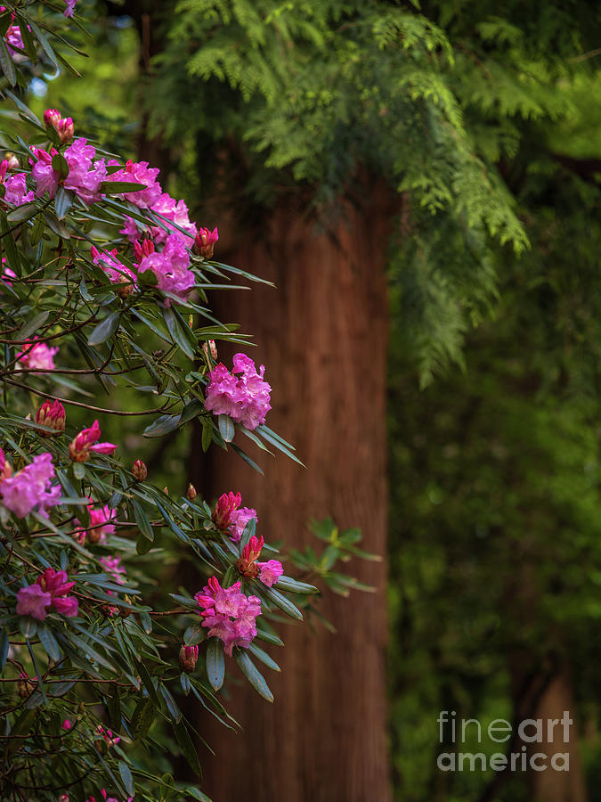Rhododendrons And Cedars Photograph