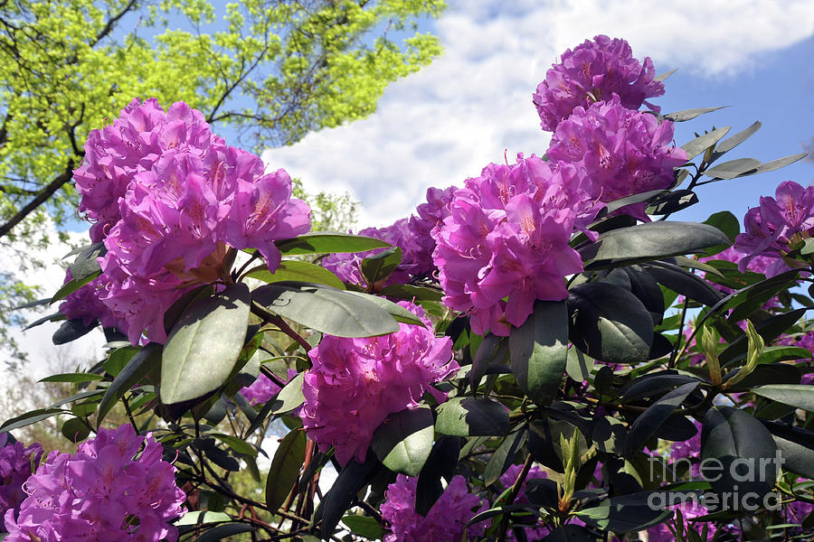Rhododendrons at Schoepfle Gardens Photograph by Mark Madere