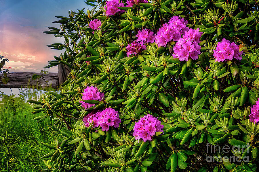 Rhododendrons at Sunset Photograph by Shelia Hunt