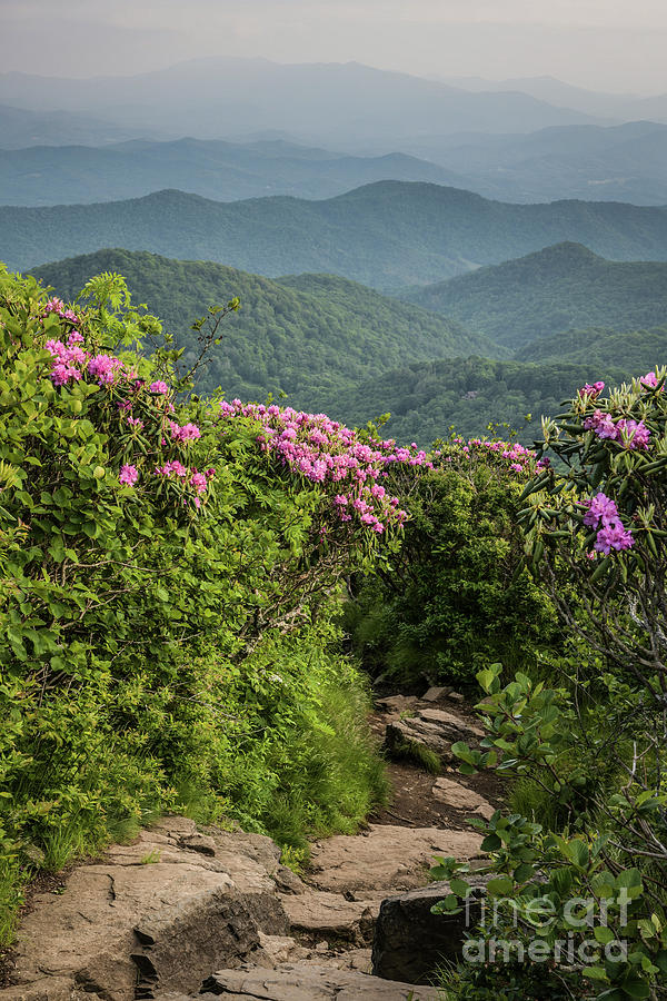 Mountain Photograph - Rhododendrons Blooming on Appalachian Trail by John Arnaldi