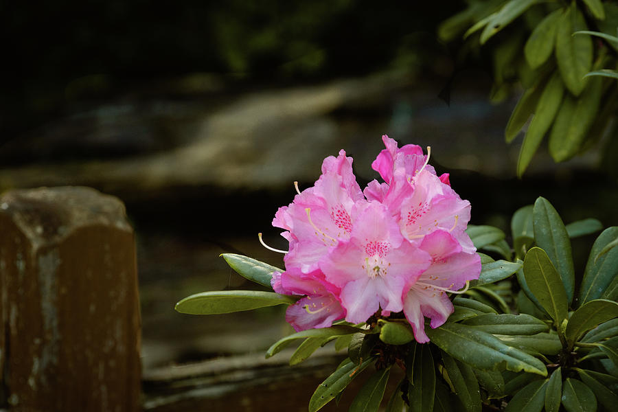 Rhododendrons by the Waterfall Photograph by Joni Eskridge