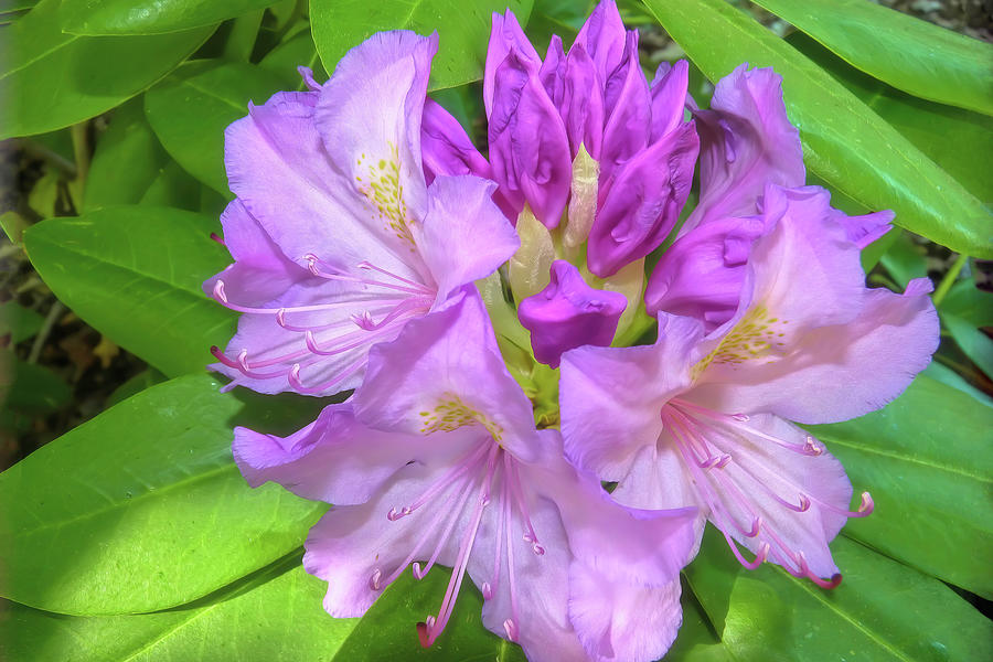 Rhododendrons Photograph by Donna Kennedy