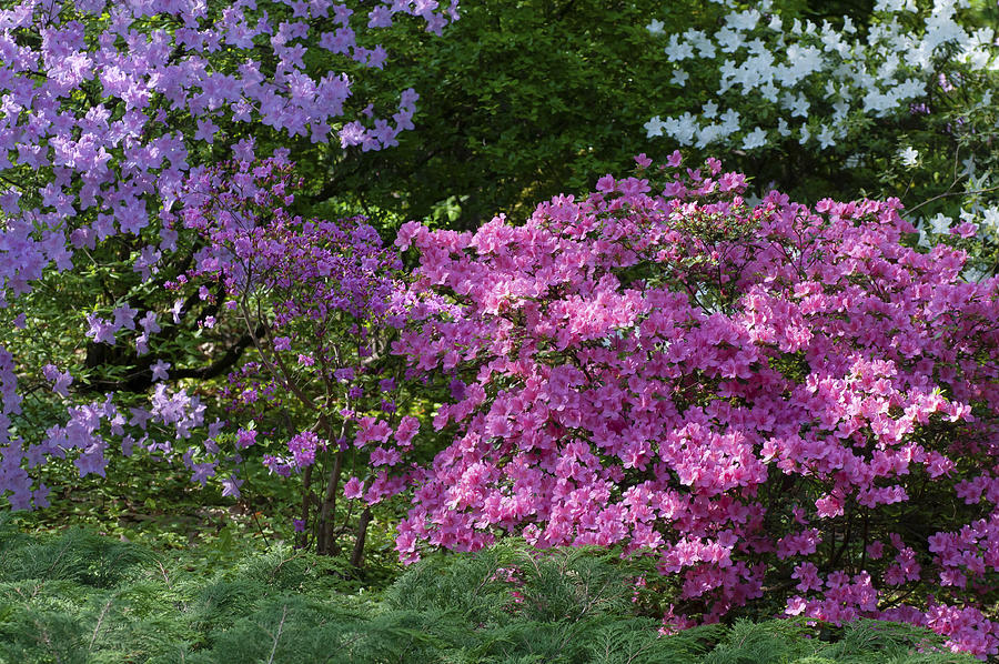 Rhododendrons in Full Bloom Photograph by Jenny Rainbow