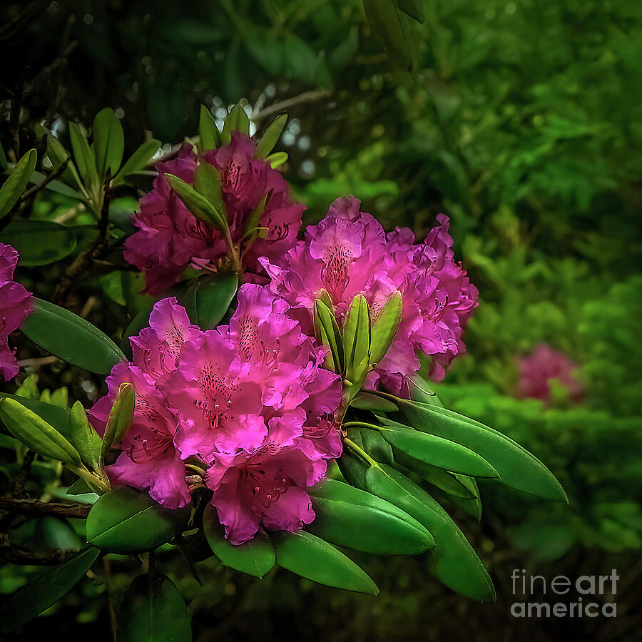 Rhododendrons in hiding... Photograph by Shelia Hunt