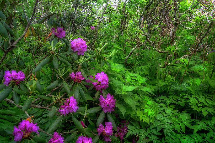 Rhododendrons in Spring II Photograph by Shelia Hunt