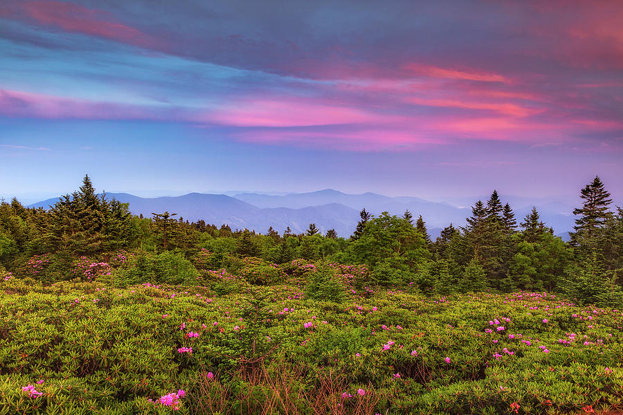 Rhododendrons in the Blue Ridge Photograph by Andrew Soundarajan