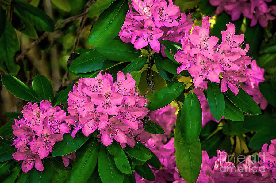 Rhododendrons in the Blue Ridge Mountains Photograph by Shelia Hunt