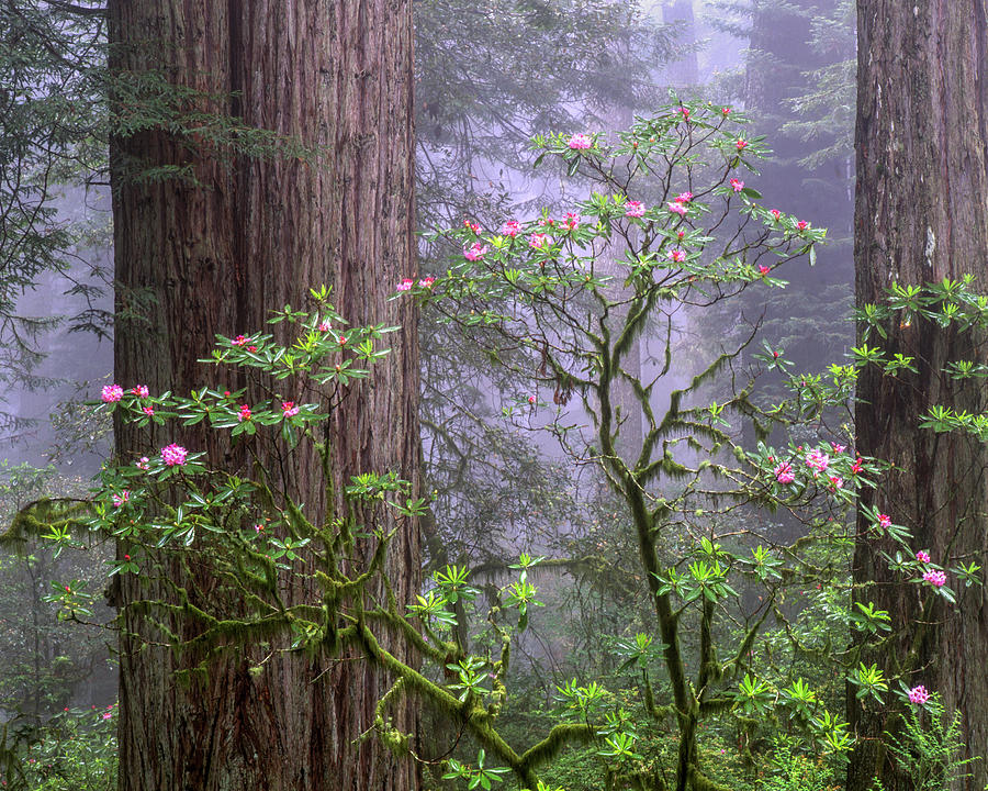 Redwood National Park Photograph - Jurassic Rhododendron  by Kirk Owens