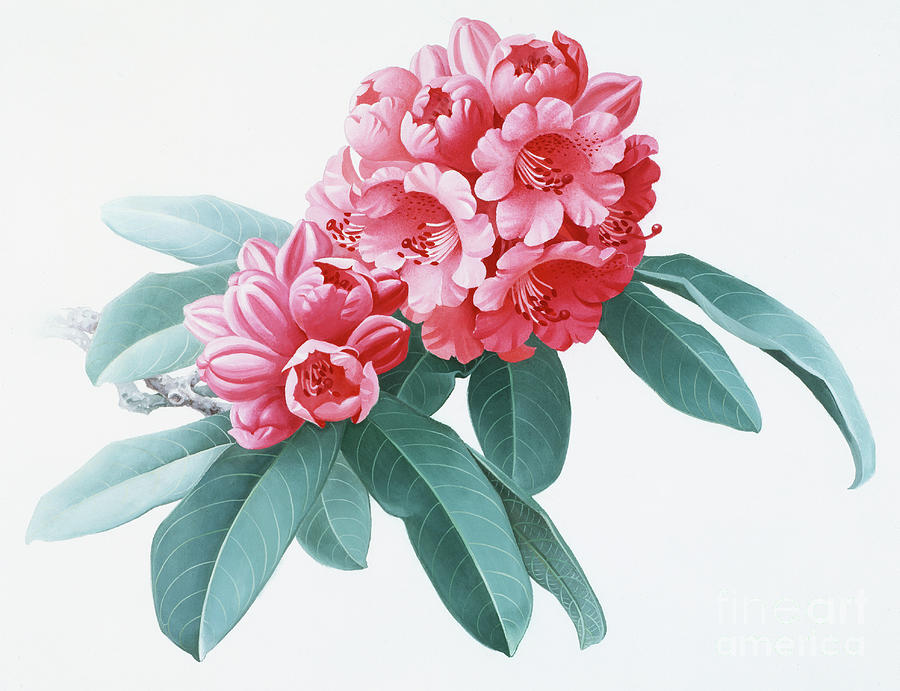 Rhododendrons of China - R. agglutinatum Painting by Zeng Xiaolian