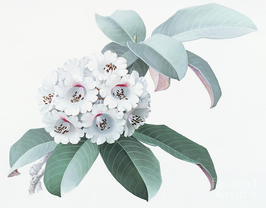 Rhododendrons of China - R. fictolacteum Painting by Zeng Xiaolian
