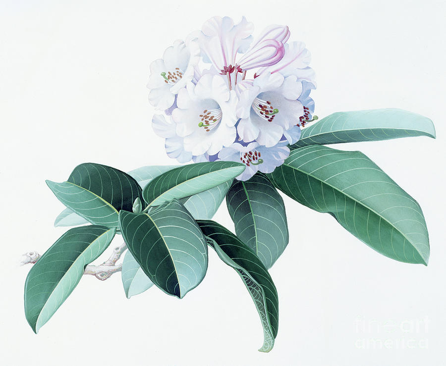Rhododendrons of China - R. fortunei Painting by Zeng Xiaolian