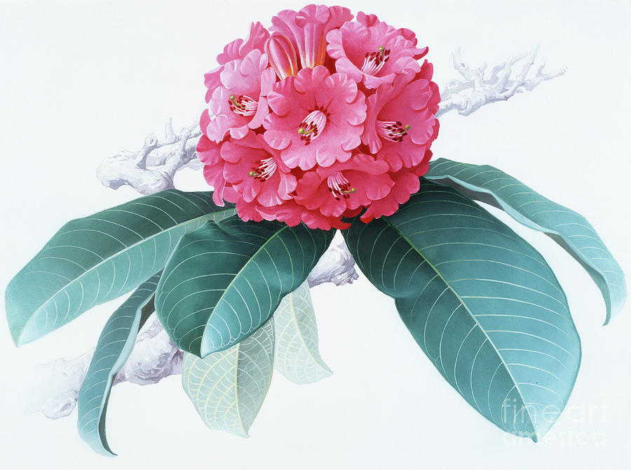 Rhododendrons of China - R. giganteum Painting by Zeng Xiaolian