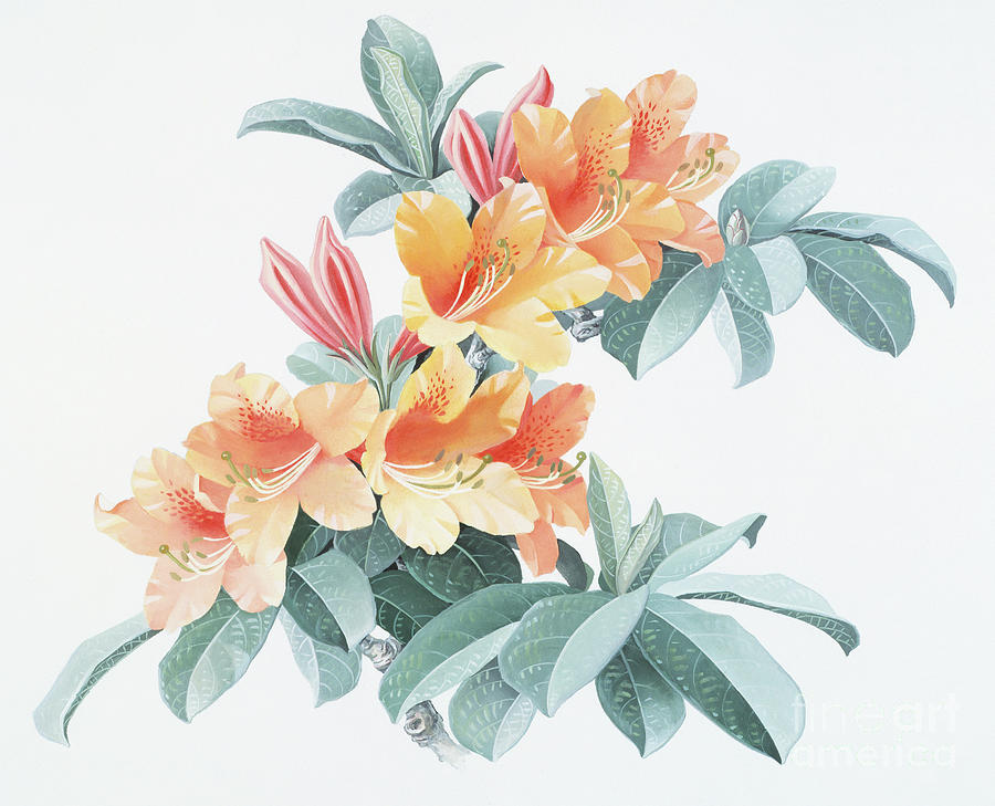 Rhododendrons of China - R. molle Painting by Zeng Xiaolian