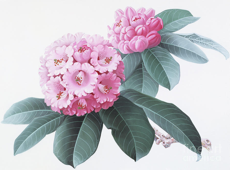 Rhododendrons of China - R. rex Painting by Zeng Xiaolian