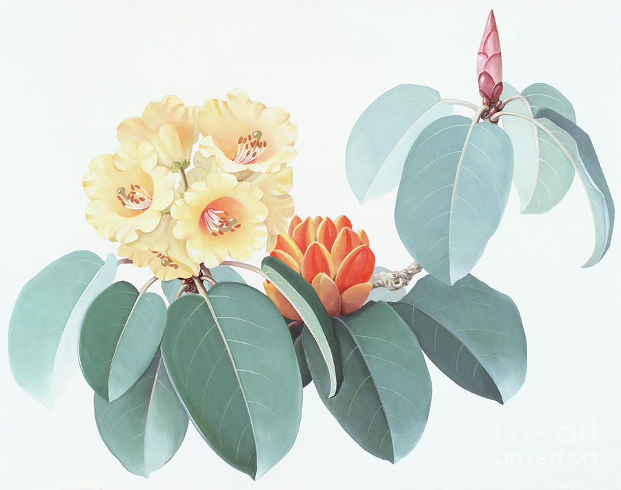 Rhododendrons of China - R. wardii Painting by Zeng Xiaolian