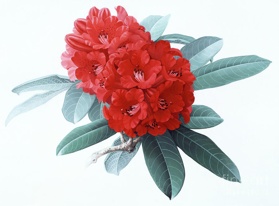 Rhododendrons of China - R. delavayi Painting by Zeng Xiaolian