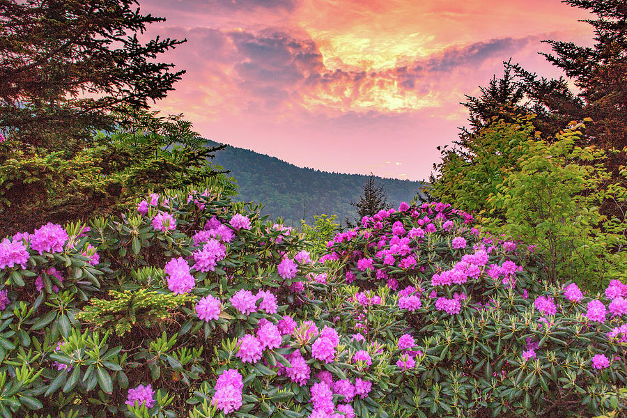 Rhododendrons of Roan Mountain Tennessee Photograph by Carol Mellema