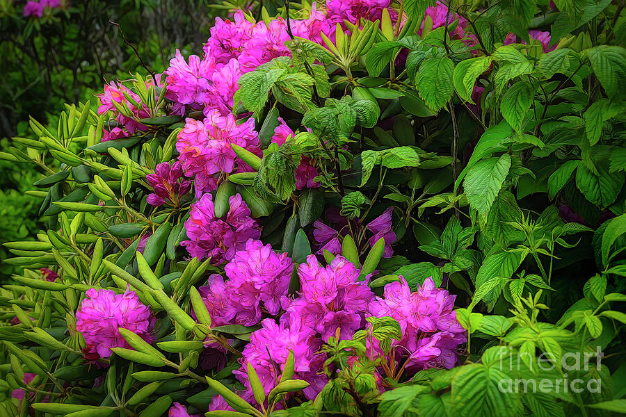 Rhododendrons of the Blue Ridge Mountains Photograph by Shelia Hunt
