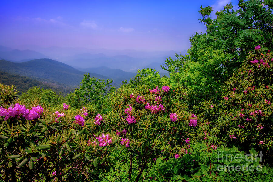 Rhododendrons on Roan Mountain Photograph by Shelia Hunt