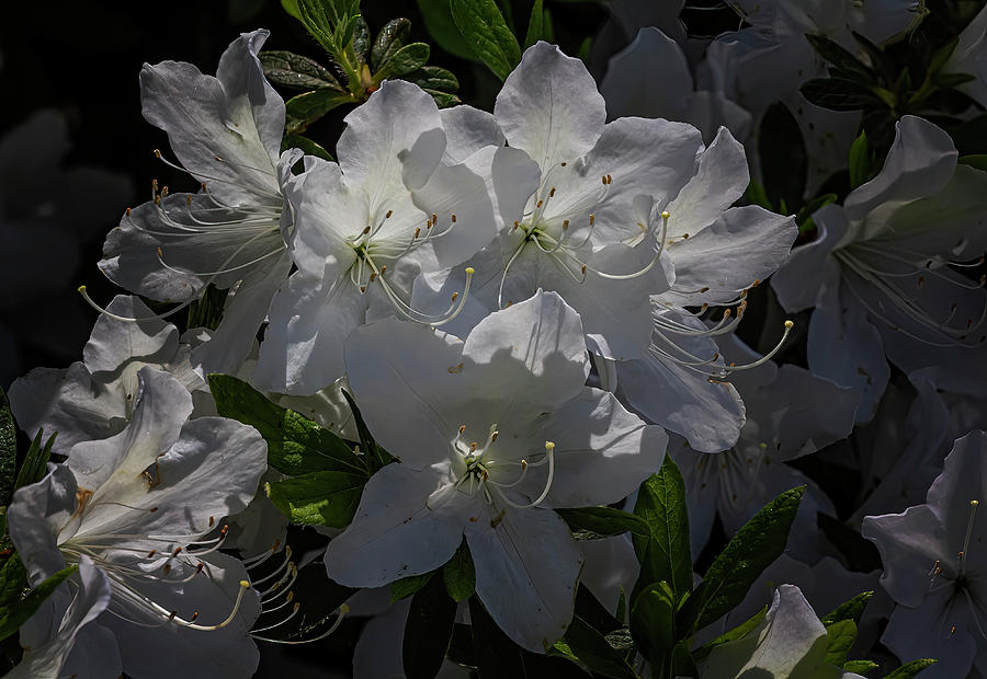 Rhododendrons Photograph