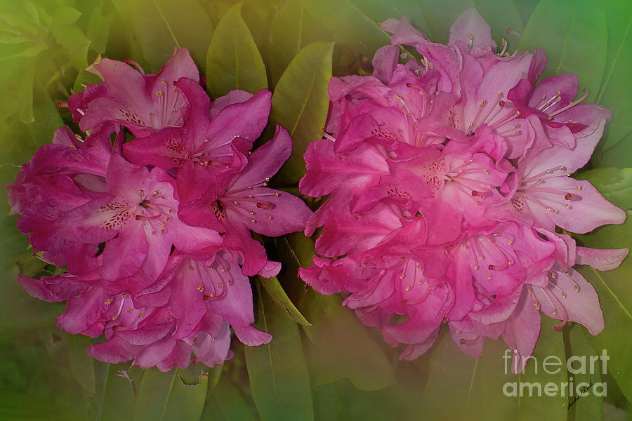 Rhododendrons Photograph by Sandra Clark