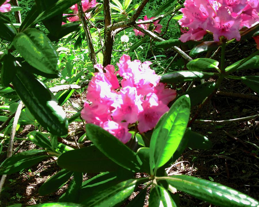 Rhododendrons Photograph by Stephanie Moore