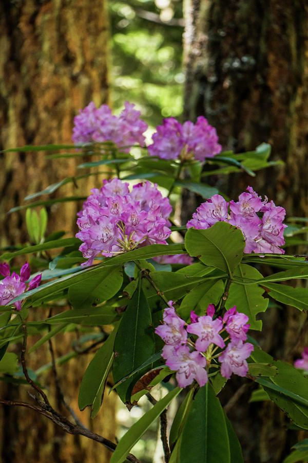 Rhododendron Fairyland Photograph by Doug Scrima