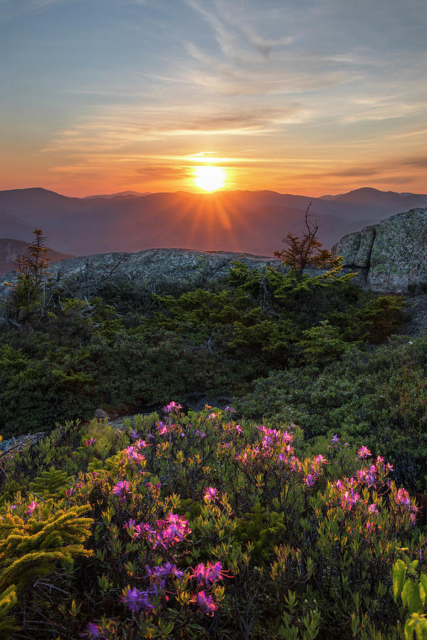 Rhodora Sunset Photograph by White Mountain Images